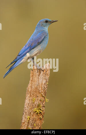 Bluebird Mountain - Sialia Currucoides - männlich Stockfoto