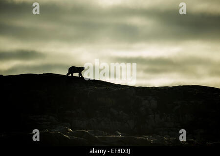 Kanada, Nunavut Territory, Repulse Bay, Silhouette der Eisbär (Ursus Maritimus) entlang Grat der Hafen Inseln entlang Stockfoto