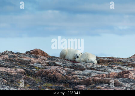 Kanada, Nunavut Territory, Repulse Bay, zwei Eisbären (Ursus Maritimus) ruhen Grat auf den Hafen Inseln entlang Hudson Ba Stockfoto