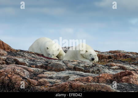 Kanada, Nunavut Territory, Repulse Bay, zwei Eisbären (Ursus Maritimus) ruhen Grat auf den Hafen Inseln entlang Hudson Ba Stockfoto