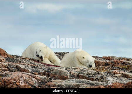 Kanada, Nunavut Territory, Repulse Bay, zwei Eisbären (Ursus Maritimus) ruhen Grat auf den Hafen Inseln entlang Hudson Ba Stockfoto