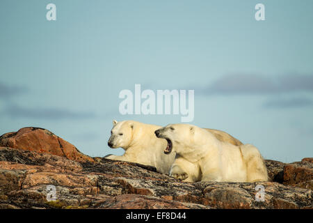 Kanada, Nunavut Territory, Repulse Bay, zwei Eisbären (Ursus Maritimus) ruhen Grat auf den Hafen Inseln entlang Hudson Ba Stockfoto