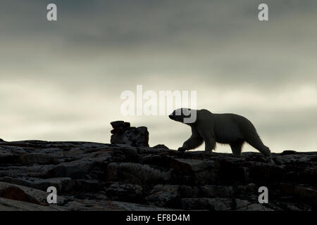 Kanada, Nunavut Territory, Repulse Bay, Silhouette der Eisbär (Ursus Maritimus) entlang Grat der Hafen Inseln entlang Stockfoto