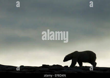 Kanada, Nunavut Territory, Repulse Bay, Silhouette der Eisbär (Ursus Maritimus) entlang Grat der Hafen Inseln entlang Stockfoto