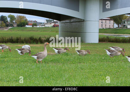 Graugans (Anser Anser) in einem Feld Stockfoto