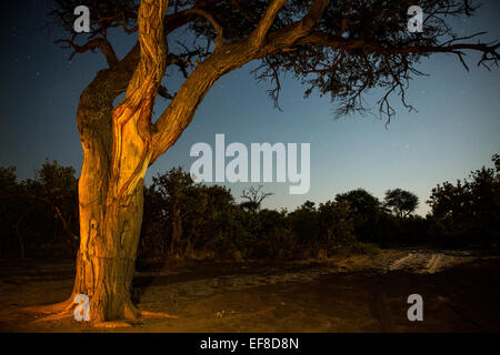 Camp, Chobe Nationalpark, Botswana, Afrika Feuer Licht auf Camelthorn Acacia Baum im Campingplatz auf Mondnacht in Savuti Marsha Stockfoto