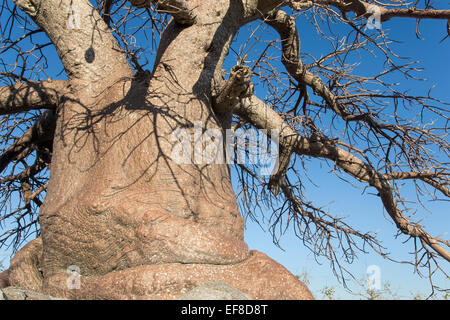 Afrika, Botswana, Nahaufnahme von Schatten auf Baobab-Bäume auf trockener Granit Felsvorsprung Kubu Island im Makgadikgadi Pan Stockfoto