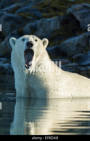 Kanada, Nunavut Territory, Repulse Bay, Eisbären (Ursus Maritimus) gähnt beim Waten in Untiefen entlang der Küstenlinie von Harbou Stockfoto