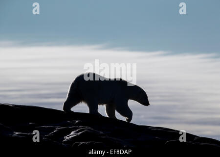 Kanada, Nunavut Territory, Repulse Bay, Silhouette der Eisbär (Ursus Maritimus) entlang der Kammlinie auf Harbour Inseln al Stockfoto