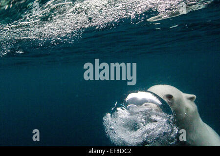 Kanada, Nunavut Territory, Repulse Bay, Unterwasser-Blick der Eisbär (Ursus Maritimus) Seifenblase beim Tauchen in der Nähe von Vansitta Stockfoto