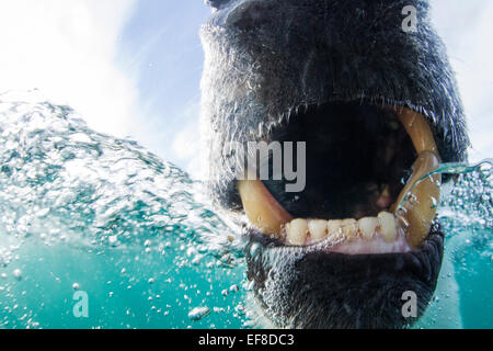 Kanada, Nunavut Territory, Repulse Bay, Unterwasser-Blick der Eisbär (Ursus Maritimus) beißen Kamera Dome in der Hudson Bay Stockfoto