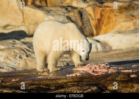 Kanada, Territorium Nunavut, Eisbär Fütterung auf Resten der Beluga-Wal getötet von einheimischen Jägern entlang der Hudson Bay Stockfoto