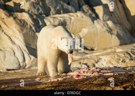 Kanada, Territorium Nunavut, Eisbär Feeeding auf Resten der Beluga-Wal getötet von einheimischen Jägern entlang der Hudson Bay Stockfoto