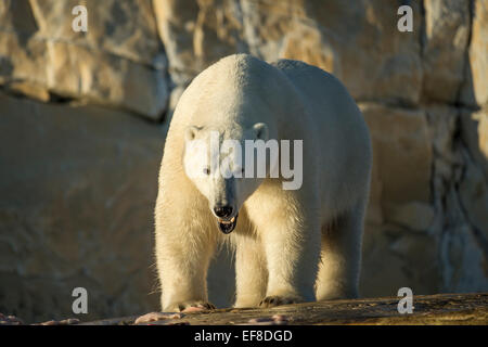 Kanada, Territorium Nunavut, Eisbär Feeeding auf Resten der Beluga-Wal getötet von einheimischen Jägern entlang der Hudson Bay Stockfoto