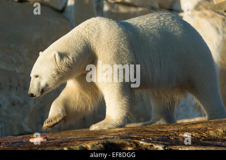 Kanada, Territorium Nunavut, Eisbär Feeeding auf Resten der Beluga-Wal getötet von einheimischen Jägern entlang der Hudson Bay Stockfoto