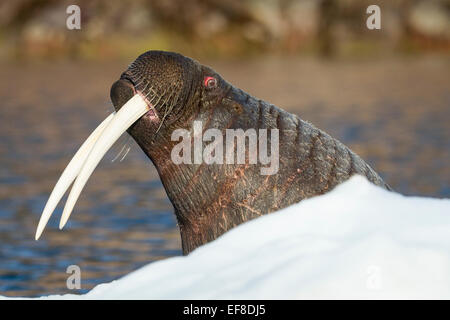 Kanada, Eis Nunavut Territory, Repulse Bay, Walross (Odobenus Rosmarus) am Rand des Meeres in der Frozen-Straße in der Nähe von Vansittart Insel al Stockfoto