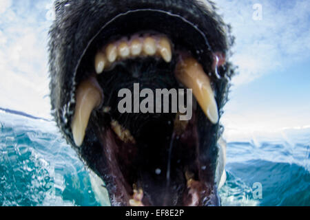 Kanada, Territorium Nunavut, close-up der Eisbär (Ursus Maritimus) beißen in die Kamera in der Nähe von Polarkreis entlang der Hudson Bay Stockfoto