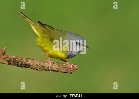 Trauer Warbler - Oporornis Philadelphia - männlich Stockfoto