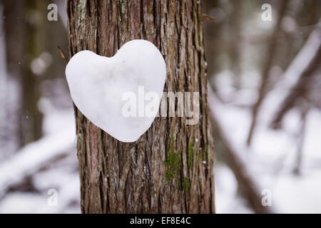 Herz aus Schnee auf einer Zeder im Winterwald, romantisches Konzept gemacht Stockfoto