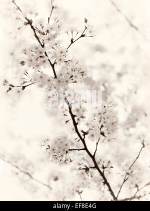 Nahaufnahme der Kirsche blüht, blühenden japanischen Kirschbaum Blumen künstlerischen Hintergrund schwarz-weiß Sepia getönt in weichen beige Stockfoto