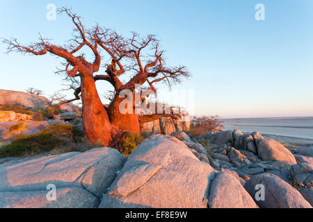 Afrika, Botswana, Morgensonne leuchtet Baobab-Bäume wachsen auf trockenen Granit Felsvorsprung Kubu Island im Makgadikgadi Pan innerhalb Kal Stockfoto