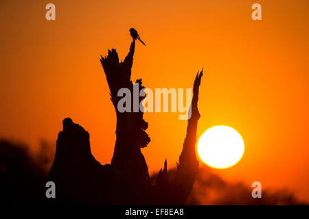 Afrika, Botswana, Moremi Game Reserve, Silhouette Starling sitzend auf Baumstamm im Okavango-Delta bei Sonnenaufgang auf Winter morni Stockfoto