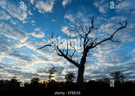 Afrika, Botswana, Moremi Game Reserve, knorrigen Baum Silhouette im Okavango-Delta bei Sonnenaufgang an Wintermorgen Stockfoto