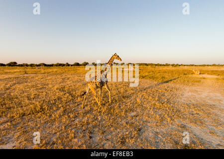 Afrika, Botswana, Moremi Game Reserve, Luftaufnahme der Giraffe (Giraffa Plancius) im Okavango-Delta bei Sonnenuntergang Stockfoto
