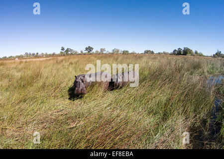 Afrika, Botswana, Moremi Game Reserve, Luftaufnahme von Flusspferd (Hippopotamus Amphibius) in den Feuchtgebieten des Okavango-Deltas Stockfoto