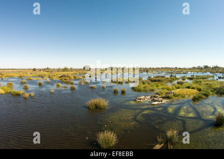 Afrika, Botswana, Moremi Game Reserve, Luftaufnahme von Flusspferd (Hippopotamus Amphibius) in den Feuchtgebieten des Okavango-Deltas Stockfoto