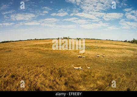 Afrika, Botswana, Moremi Game Reserve, Luftaufnahme der Herde von roten Letschwe (Kobus Leche) durchquert Feuchtgebiete im Okavango Delt Stockfoto