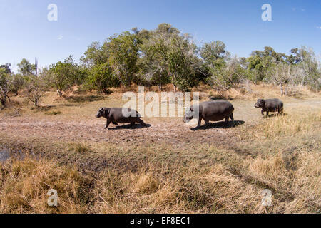 Afrika, Botswana, Moremi Game Reserve, Luftaufnahme von Flusspferd (Hippopotamus Amphibius) in den Feuchtgebieten des Okavango-Deltas Stockfoto