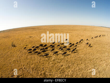 Afrika, Botswana, Chobe National Park, Luftaufnahme der Herde Gnus (Connochaetes Taurinus) quer über Wiesen in Sa Stockfoto