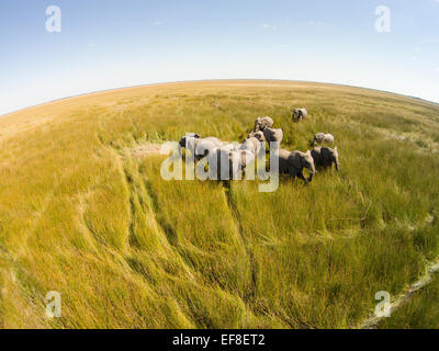 Afrika, Botswana, Chobe National Park, Luftaufnahme der Elefantenherde (Loxodonta Africana) in den Feuchtgebieten des Okavango-Deltas Stockfoto