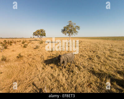 Afrika, Botswana, Chobe National Park, Luftaufnahme von einsamer Elefantenbulle (Loxodonta Africana) zu Fuß Savuti Marsh im Okavango Stockfoto