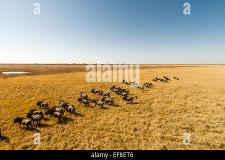 Afrika, Botswana, Chobe National Park, Luftaufnahme der Herde Gnus (Connochaetes Taurinus) quer über Wiesen in Sa Stockfoto