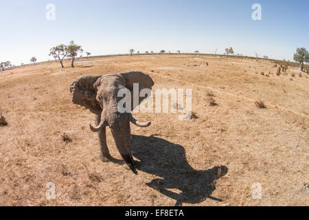 Afrika, Botswana, Chobe National Park, Luftaufnahme der Elefantenbulle (Loxodonta Africana) in Savuti Marsh im Okavango-Delta Stockfoto