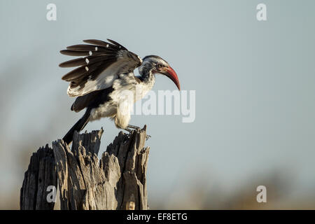 Afrika, Botswana Chobe National Park, Southern Yellow Hornbill (Tockus Leucomelas) stehend auf Toten Ast in Savuti Marsh Stockfoto