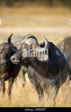 Afrika, Botswana, Moremi Game Reserve, Kaffernbüffel (Syncerus Caffer) in hohe Gräser stehen in der Nähe von Xakanaxa Camp im Okavango Delt Stockfoto