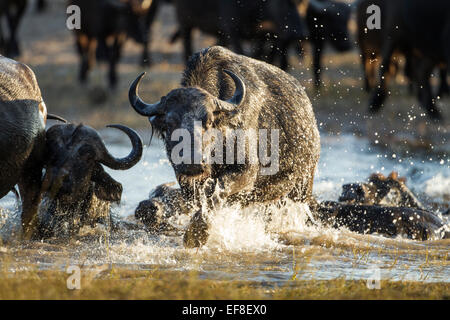 Afrika, Botswana, Chobe National Park, Herde der Kaffernbüffel (Syncerus Caffer) schwimmen über Überquerung des Flusses entlang schmaler channe Stockfoto