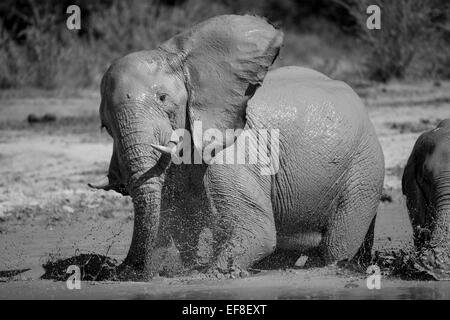 Afrika, Botswana, Afrika, Botswana, Nxai Pan Nationalpark, Afrikanischer Elefant (Loxodonta Africana) kühlt sich beim Spielen im Schlamm Stockfoto