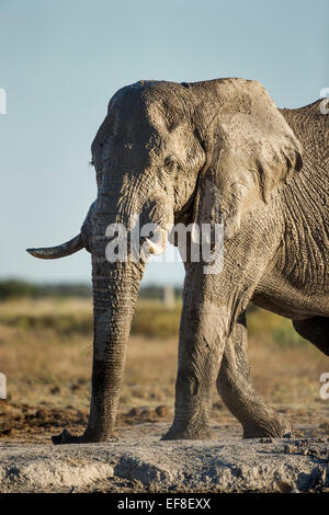 Afrika, Botswana, Afrika, Botswana, Nxai Pan Nationalpark, Schlamm bedeckten afrikanischer Elefant (Loxodonta Africana) zu Fuß am Rand der Stockfoto