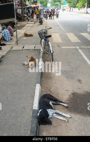 Hunde, ausruhen, schlafen, liegen auf der Straße in Tissa, Tissamaharama, Sri Lanka. Stockfoto