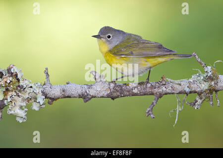 Nashville Warbler - Vermivora Ruficapilla - weiblich Stockfoto