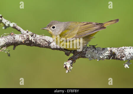 Nashville Warbler - Vermivora Ruficapilla - weiblich Stockfoto