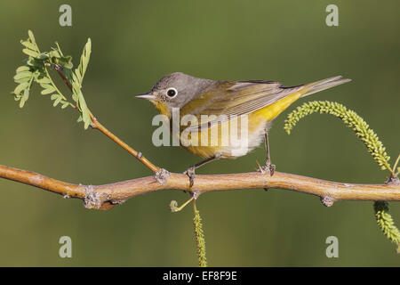 Nashville Warbler - Vermivora Ruficapilla - weiblich Stockfoto