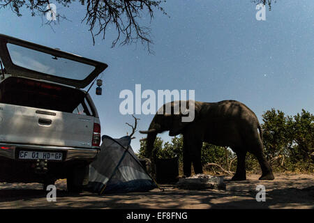 Afrika, Botswana, Chobe National Park, Afrikanischer Elefant (Loxodonta Africana) führt durch die Safari-Campingplatz in der Kalahari-Wüste bei Stockfoto