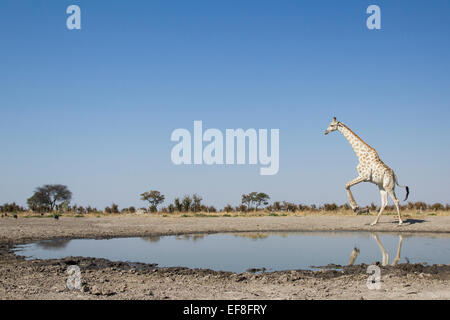 Afrika, Botswana, Chobe Nationalpark, springt Giraffe (Giraffa Plancius) vom Rand des Marabou Pan Wasserloch in Savuti Stockfoto