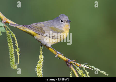 Nashville Warbler - Vermivora Ruficapilla - weiblich Stockfoto