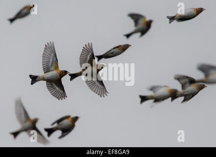 Haiger, Deutschland. 27. Januar 2015. Unzählige Bergfinken zurück zu ihrer ruhenden Bäume in der Nähe von Haiger, Deutschland, 27. Januar 2015. Entsprechend Ornithologen unterbringen deutlich über 1 Million dieser wandernden Vögel hier vorübergehend, weil sie nicht genug Nahrung in ihrem nördlichen europäischen Lebensraum finden. Die selten gesehene Naturschauspiel der diese "mass Inflights" zieht Zuschauer und Ornithologen jeden Abend. Foto: BORIS ROESSLER/Dpa/Alamy Live News Stockfoto